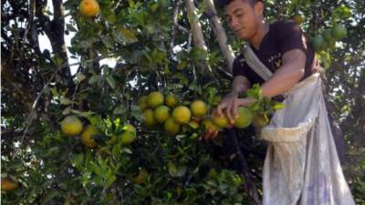 Hace diez años, Honduras producía un promedio de 275 mil toneladas de cítricos (naranjas, limones, mandarinas) y ahora, la estimación es de unas 140 mil toneladas.