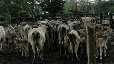 Propietarios de haciendas aumentan la vigilancia para evitar el robo de ganado.