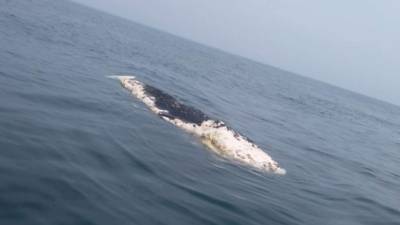 La ballena había sido avistada herida a 14 kilómetros de la bahía de Omoa.