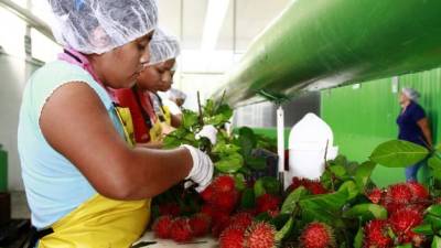 Trabajadores de una empresa procesadora de rambután en la zona norte del país.