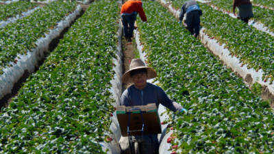 La recuperación en el nivel de remesas se debe al mejor desempeño de la economía de Estados Unidos en sectores como la agricultura. / AFP