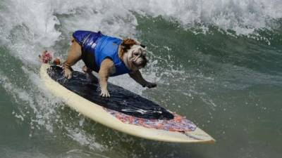 Cientos de perros, provistos de chalecos salvavidas, se montaron sobre una tabla y demostraron todo su talento sobre las olas. Foto AFP