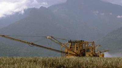 Maquinaria agrícola en plantaciones de piña para exportación en El Porvenir, Atlántida.