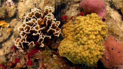Impresionantes colonias de corales se esconden en el fondo de la bahía de Trujillo. Fotos: Samuel Zelaya y cortesía de Fucagua