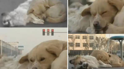 Las imágenes del vídeo del perro que acompaña a su amigo después de morir.