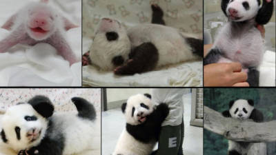 Las diferentes etapas de crecimiento de la panda de Taiwán.