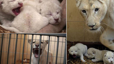 Nacen tres leones blancos en Polonia
