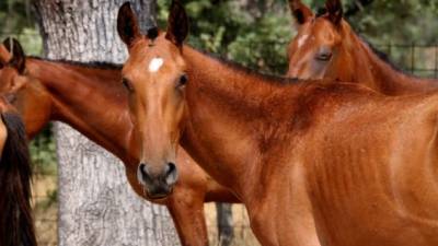 Los agentes investigan una red ilegal de venta de carne de equino, con irregularidades tanto en el proceso de sacrificio de los animales como en la posterior distribución de la carne, según señalaron fuentes de la investigación.