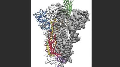 Científicos estadunidenses han creado el primer mapa 3D a escala atómica de la parte del nuevo coronavirus que infecta las células humanas. Imagen AFP