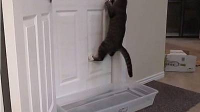 Un ladroncito anda suelto y se trata nada más y nada menos que de un gato capaz de abrir las puertas de una casa. Foto YouTube