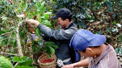 Cortadores de café de una finca ubicada en la zona noroccidental del país.