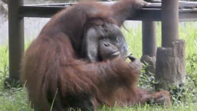 El orangután fumador es una de las principales atracciones del zoológico de Bandung.//AFP.