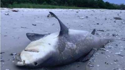 Miles de peces y otros ejemplares de la fauna marina, como tortugas, delfines y hasta manatíes, han aparecido muertos en las playas de la Florida en los últimos días.