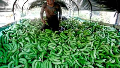 Los expertos recomiendan asegurar la higiene de quienes están en las fincas. Foto: Efe