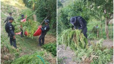 Las autoridades decomisaron todas las plantas.