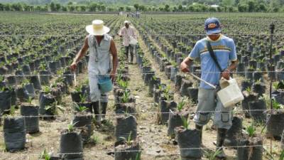 Los palmeros requieren de recursos frescos para recuperar sus fincas y cumplir con sus compromisos financieros.