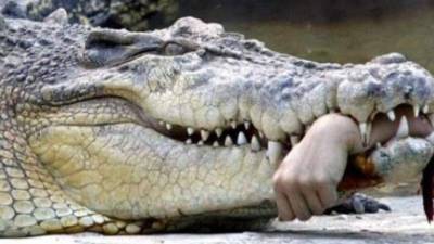 La mujer se encuentra en estado crítico tras ser atacada por un caimán en los Everglades. Foto referencial.