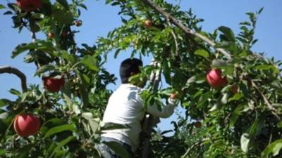 Cuba invertirá unos 100 millones de dólares para impulsar en el próximo quinquenio un programa que fomenta el cultivo de hortalizas y frutas en fincas y patios de la isla. Foto cortesía de Elamaule.cl