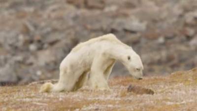 Los científicos advierten que los osos polares se encuentran al borde de la extinción.