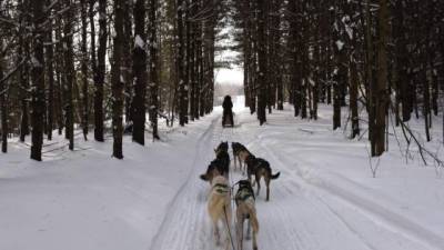 La gente atraviesa el bosque Lanoraie en trineos tirados por perros el 28 de diciembre de 2017 en Lanoraie, Quebec. / AFP PHOTO / Timothy A. CLARY