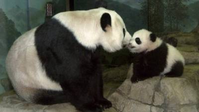 Durante 10 años los panda fueron capturados y llevados al extranjero imitando el ejemplo de Harkness.