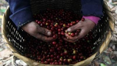 Mientras que la producción de café aumenta, el precio del grano desciende.