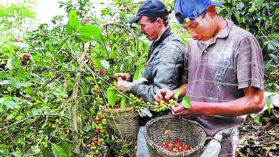 Los cortes de café iniciaron desde octubre en la mayor parte del país. Foto: Franklin Muñoz