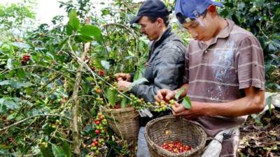 Los cafetales están cargados de granos rojos listos para ser cortados. Imágenes de una finca en Comayagua.