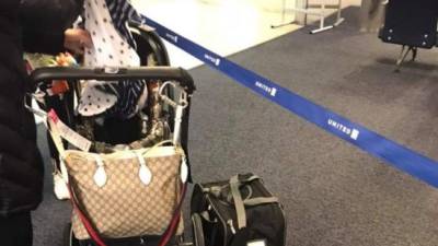 Los pasajeros documentaron la angustia de la dueña del canino tras descubrir que había muerto en el vuelo.