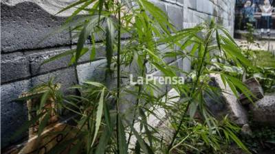 Pandilleros, como los de la 18, cultivan plantas de marihuana en los pasillos. Las autoridades no las eliminan, pues estas organizaciones imponen su ley en las cárceles.