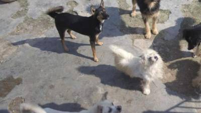 Perros abandonados en una calle. EFE/Archivo