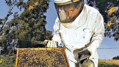 Los productores harán una importante inversión en su procesos de elaboración para garantizar la calidad de la miel.