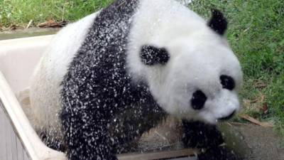 Fotografía de archivo tomada el 27 de junio de 2004 de la osa panda Basi refrescándose en el zoo de Fuzhou, China. EFE/Archivo