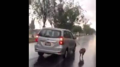 El perro iba corriendo por la carretera atado de un auto.