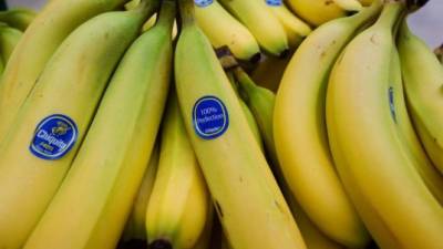 Chiquita Brands siembre sus bananos en 3,500 hectáreas en Valle de Sula, El Progreso y Santa Rita.