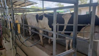 Referencia. Vacas en ordeño dentro de un centro de recolección de leche en la zona atlántica.