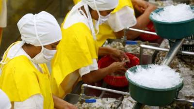 Las plantas del sur son las mayores productoras de camarón del país. Foto: Yoseph Amaya