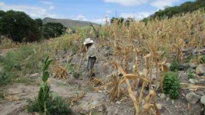 Un campesino revisa lo que queda de su menguada cosecha de maíz en el departamento de El Paraíso.