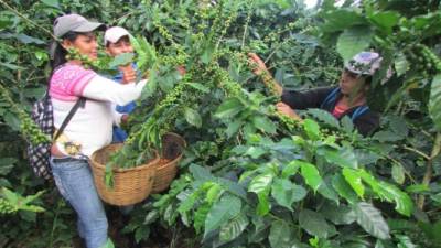 Productores trabajan en la cosecha de café en una finca en las afueras de Danlí, El Paraíso.