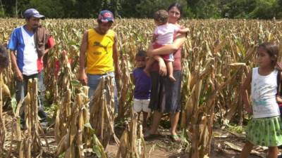 Una familia nicaragüense observa sus maizales.