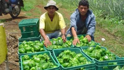 Productores muestran contenedores de chile dulce en Comayagua.