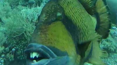 Un pez con dientes humanos atacó a un buceador que pasó cerca de sus crías.