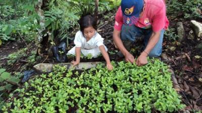 Padre e hija trabajan en un huerto familiar.