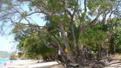 La manzanilla de la muerte tiene el récord Guinness de el árbol más peligroso del mundo.