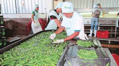 <b><span class=mln_uppercase_mln>PRODUCTO.</span></b> Trabajadores seleccionan frutos de ocra para exportación en la zona sur del país.