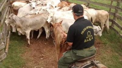 Agentes de la DLCN ayer aseguraron otra propiedad vinculada a la familia Rosenthal.