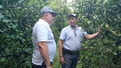 Las autoridades sanitarias inspeccionaron las áreas de producción de cítricos.