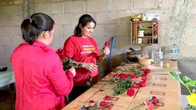 Los productores en el tratamiento de las flores.