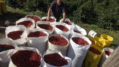 El productor Hotilio Hernández, de Santiago de Puringla, La Paz, muestra orgulloso sacos de café cosechados.