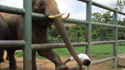 El Bannerghatta Biological Park, donde se encuentra el elefante que atacó al hombre, fue cerrado tras el incidente.